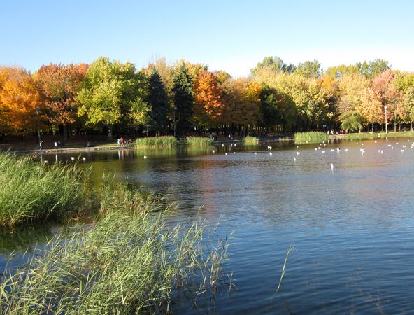 Beaver Lake, Montreal