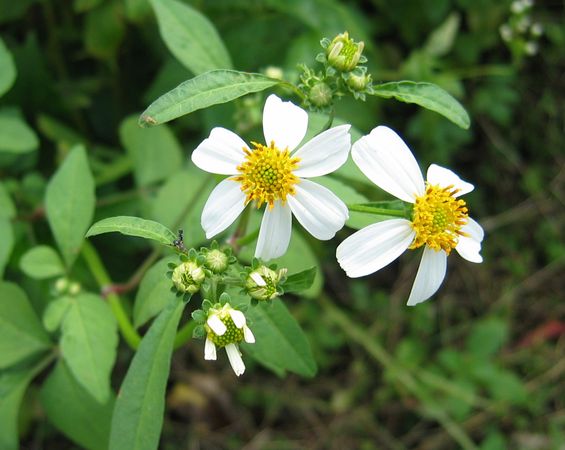 Wild Flowers of Palau 1