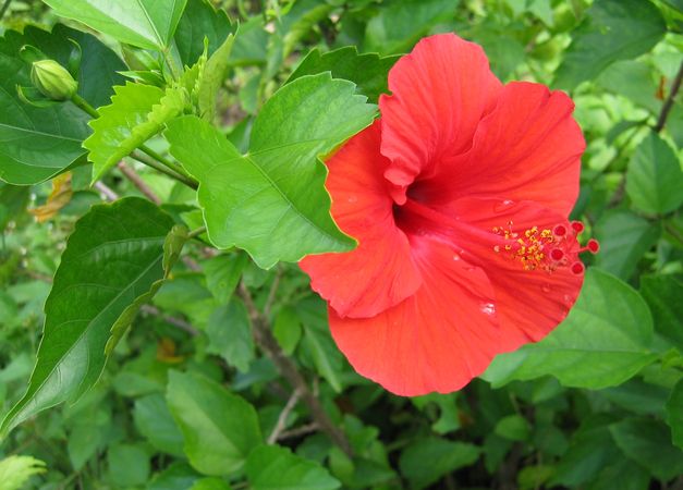 Wild Flowers of Palau 2