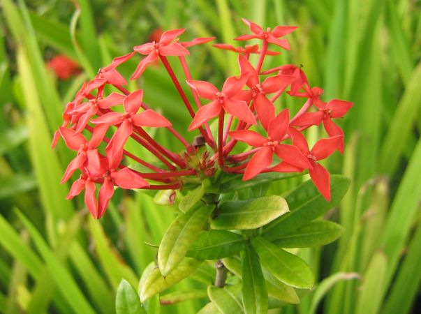 Wild Flowers of Palau 6